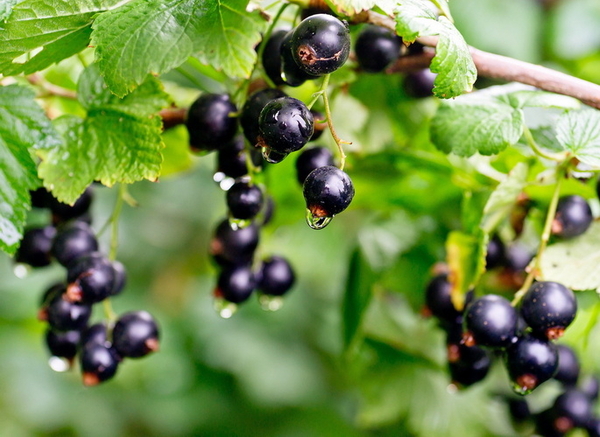 Schwarze Ribisel (Johannisbeeren)