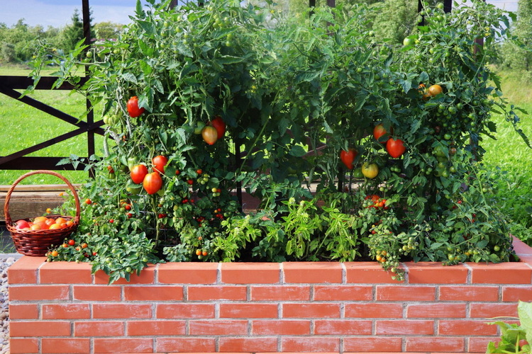 Freiland-Tomatenanbau in Hochbeeten aus Ziegelstein